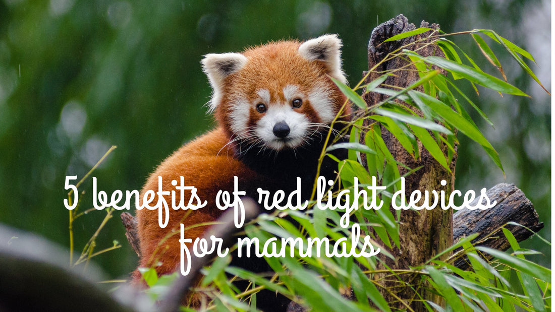 Five benefits of red light therapy devices for mammals - Astarexin